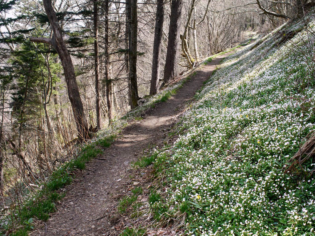 Appalachian Trail: 19. Von Gatlinburg nach Hot Springs