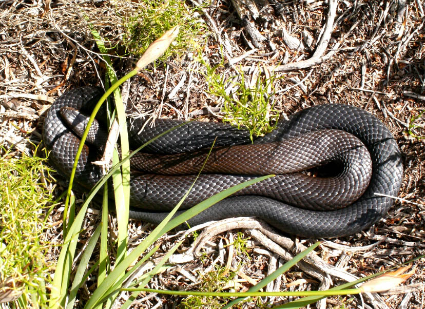 Bibbulmun Track: 13. Von Denmark nach Albany