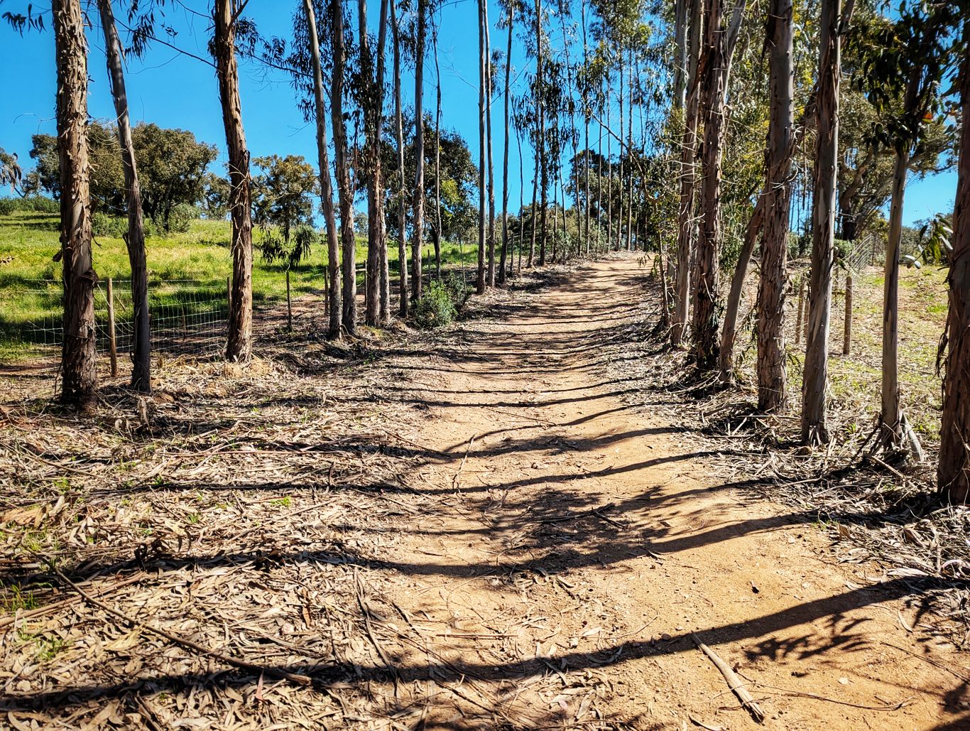 Historischer Weg: 9. Von Cercal do Alentejo nach Monte das Eguas