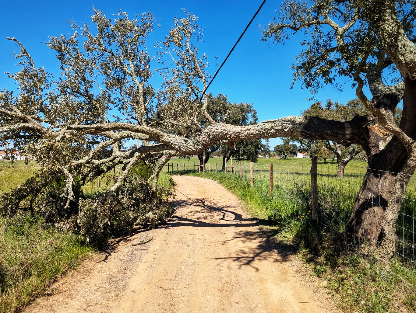 Historischer Weg: 9. Von Cercal do Alentejo nach Monte das Eguas